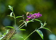 在醉鱼草盛开的花儿上 - 采食花蜜的蜂鸟蛾