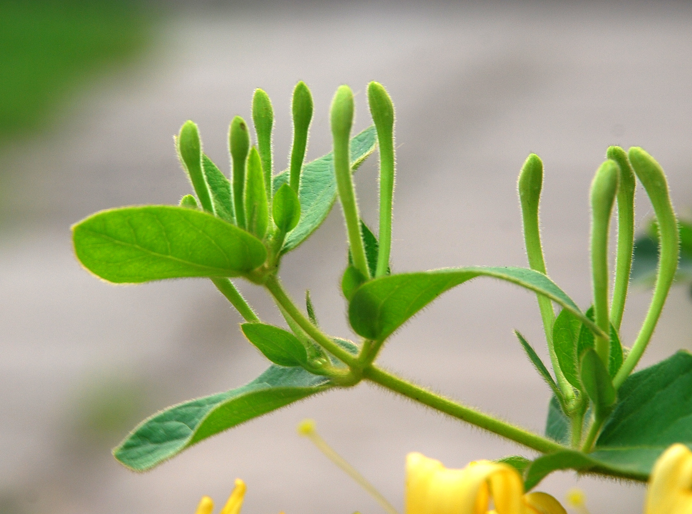 修剪盛花期金銀花樹要掌握這些技術