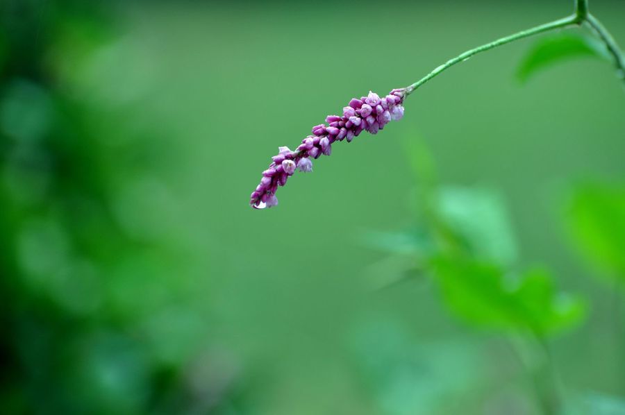 【雨中花草摄影图片】生态摄影_太平洋电脑网摄影部落