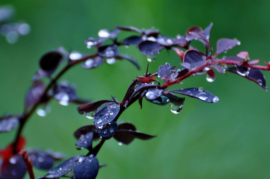 大自然花草雨中图片