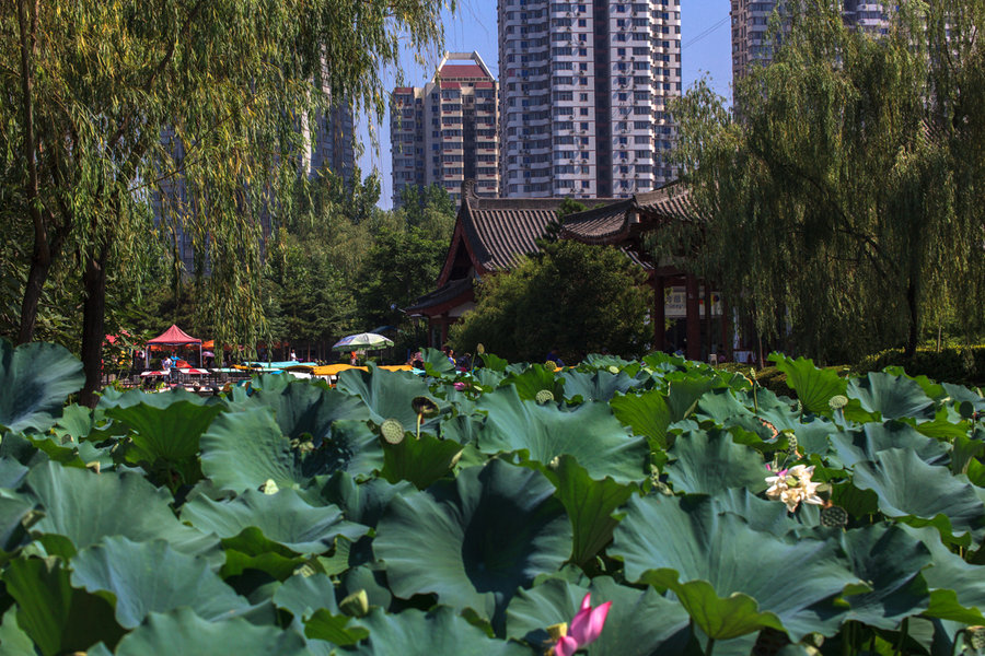 西安丰庆公园(图4)