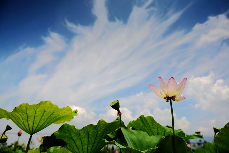 荷花藍天白雲