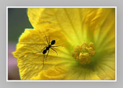 窝瓜花与小蚂蚁