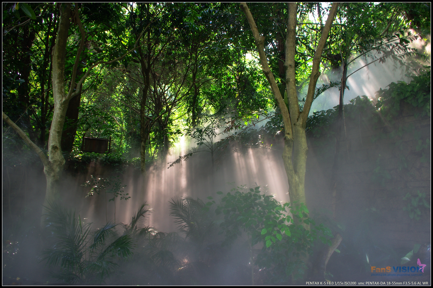 【厦门万石植物园的雨林世界--K5摄影图片】生态摄影_太平洋电脑网摄影部落