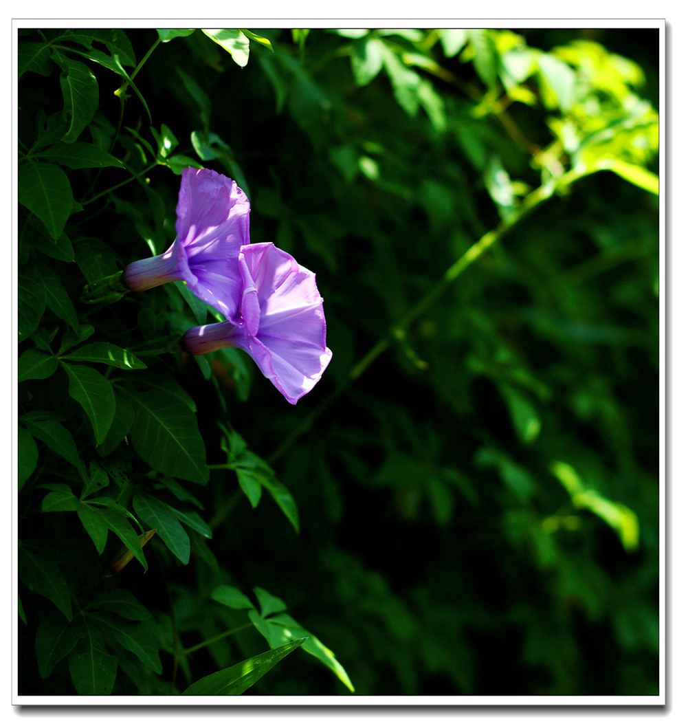 牽牛花(小痰盂篇)