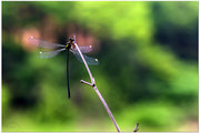 生态——昆虫记（三）——蜻蜓