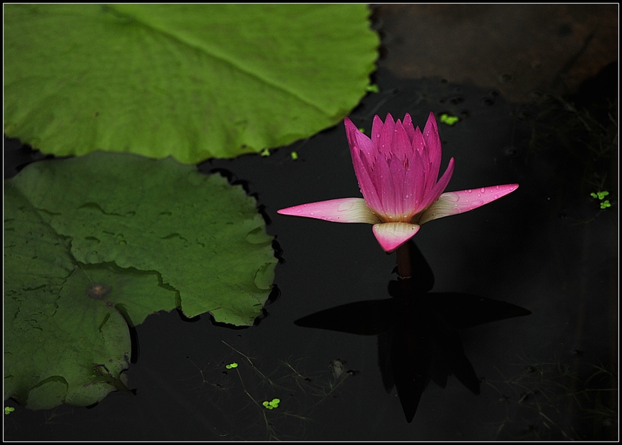 Tropical water Lily---ȴˮ