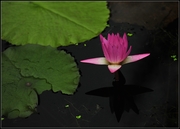 Tropical water Lily---ȴˮ