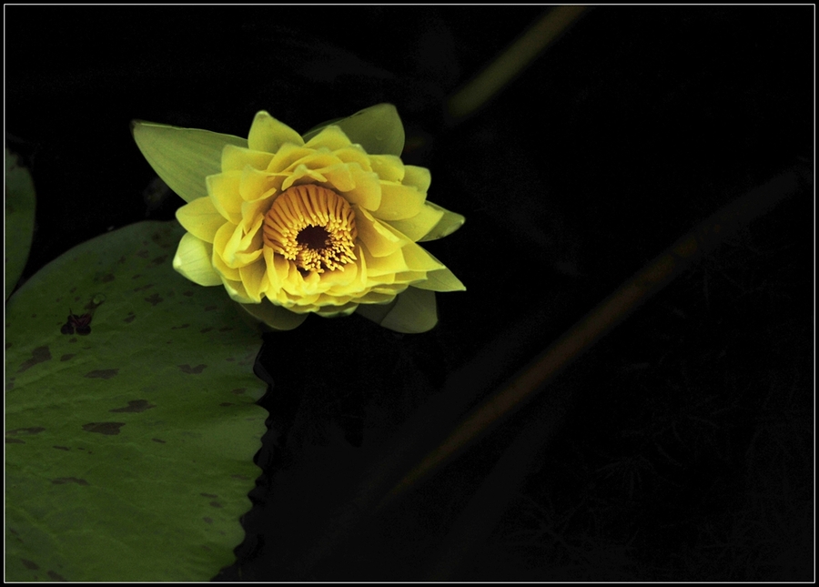 Tropical water Lily---ȴˮ