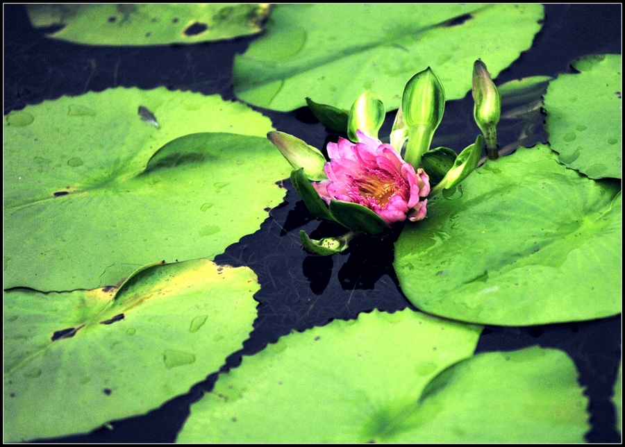 Tropical water Lily---ȴˮ