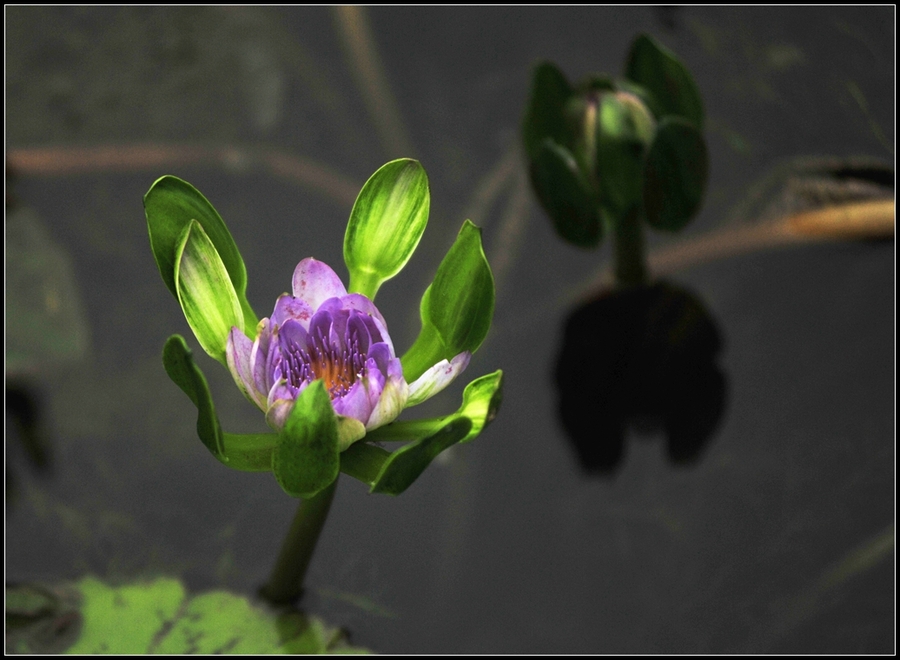 Tropical water Lily---ȴˮ