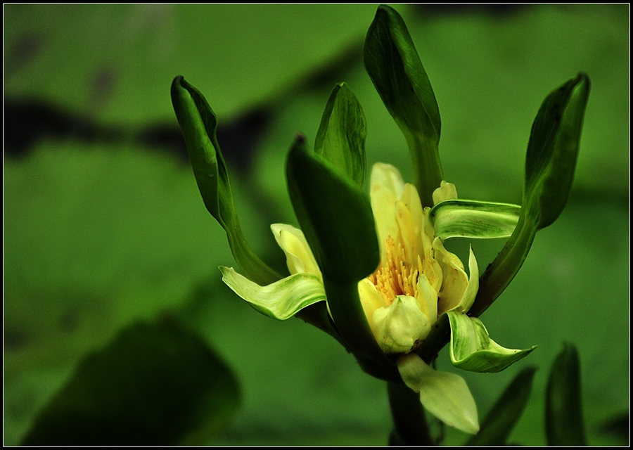 Tropical water Lily---ȴˮ