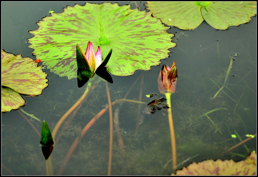 Tropical water Lily---ȴˮ