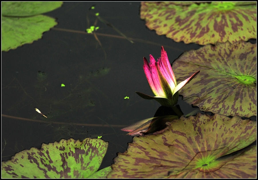 Tropical water Lily---ȴˮ