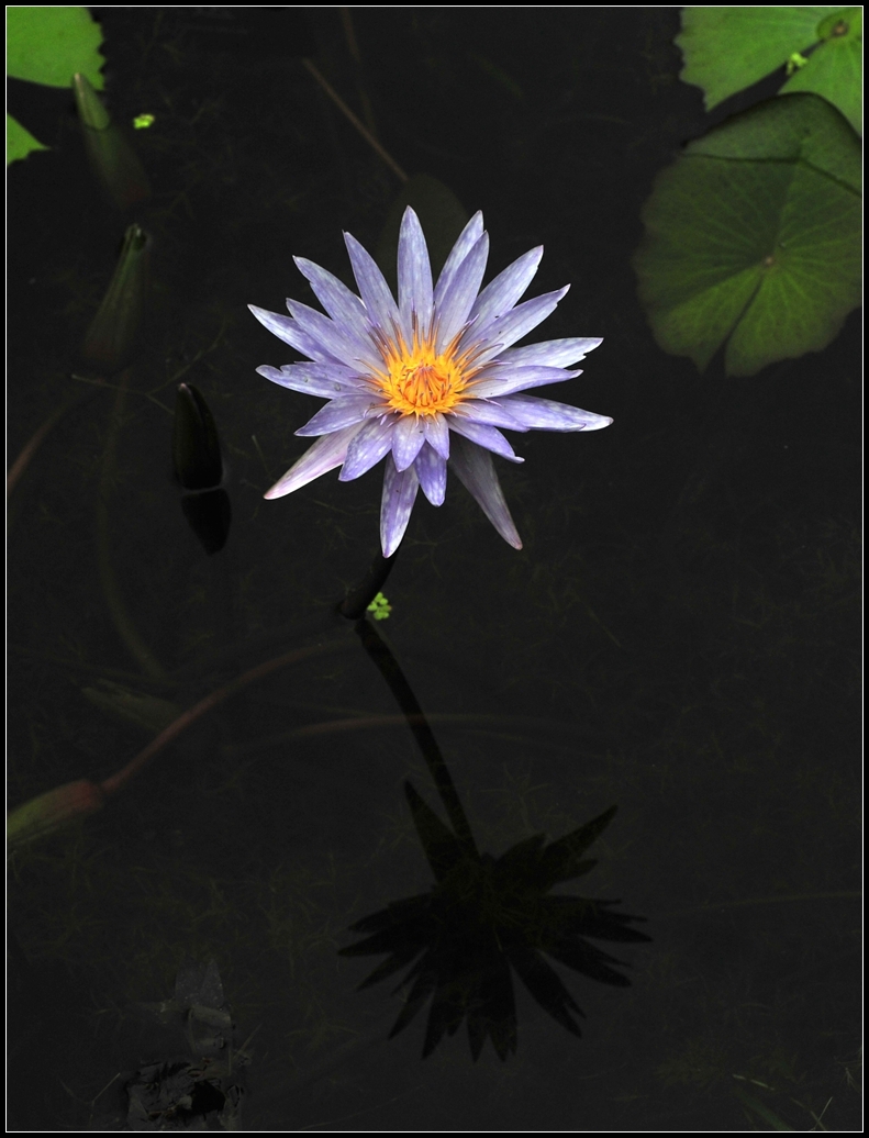 Tropical water Lily---ȴˮ