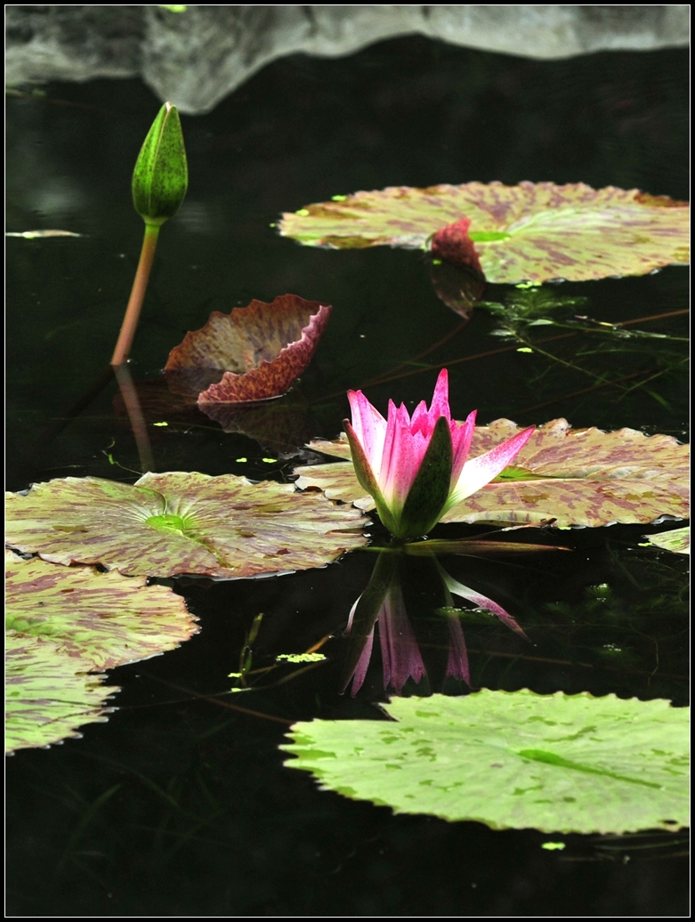 Tropical water Lily---ȴˮ