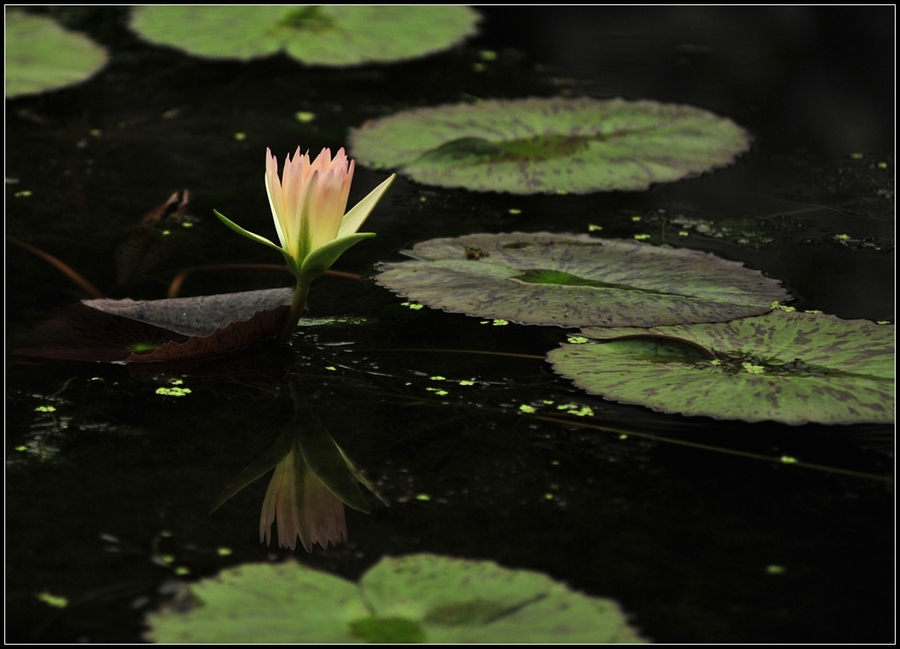 Tropical water Lily---ȴˮ