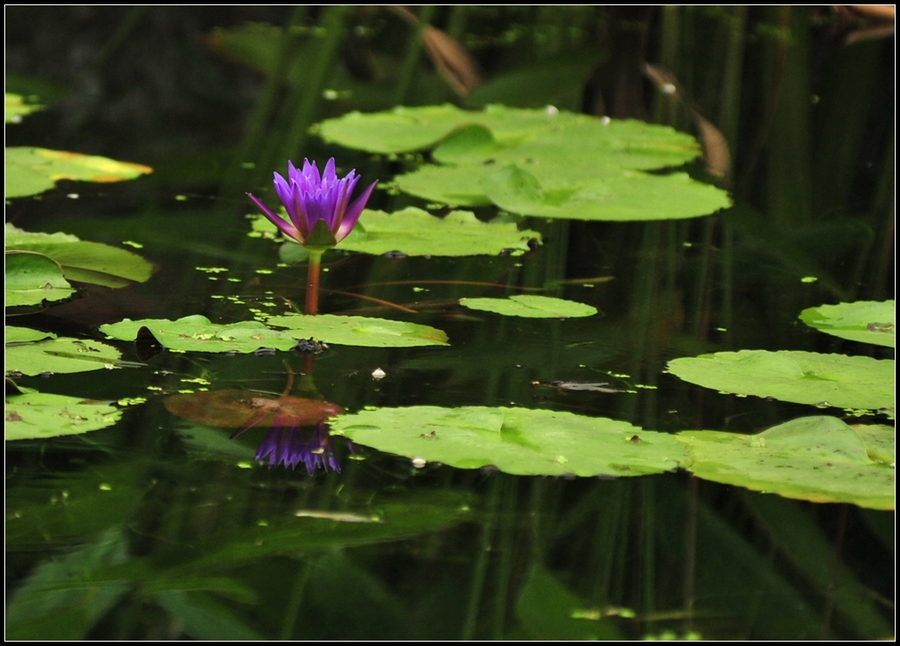 Tropical water Lily---ȴˮ