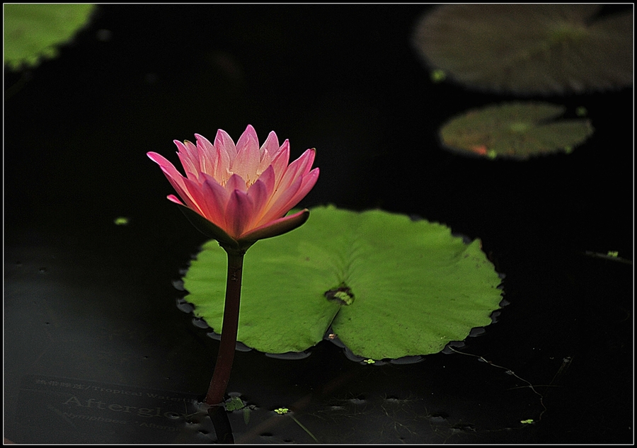 Tropical water Lily---ȴˮ