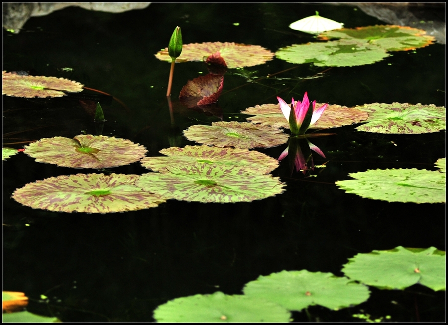 Tropical water Lily---ȴˮ