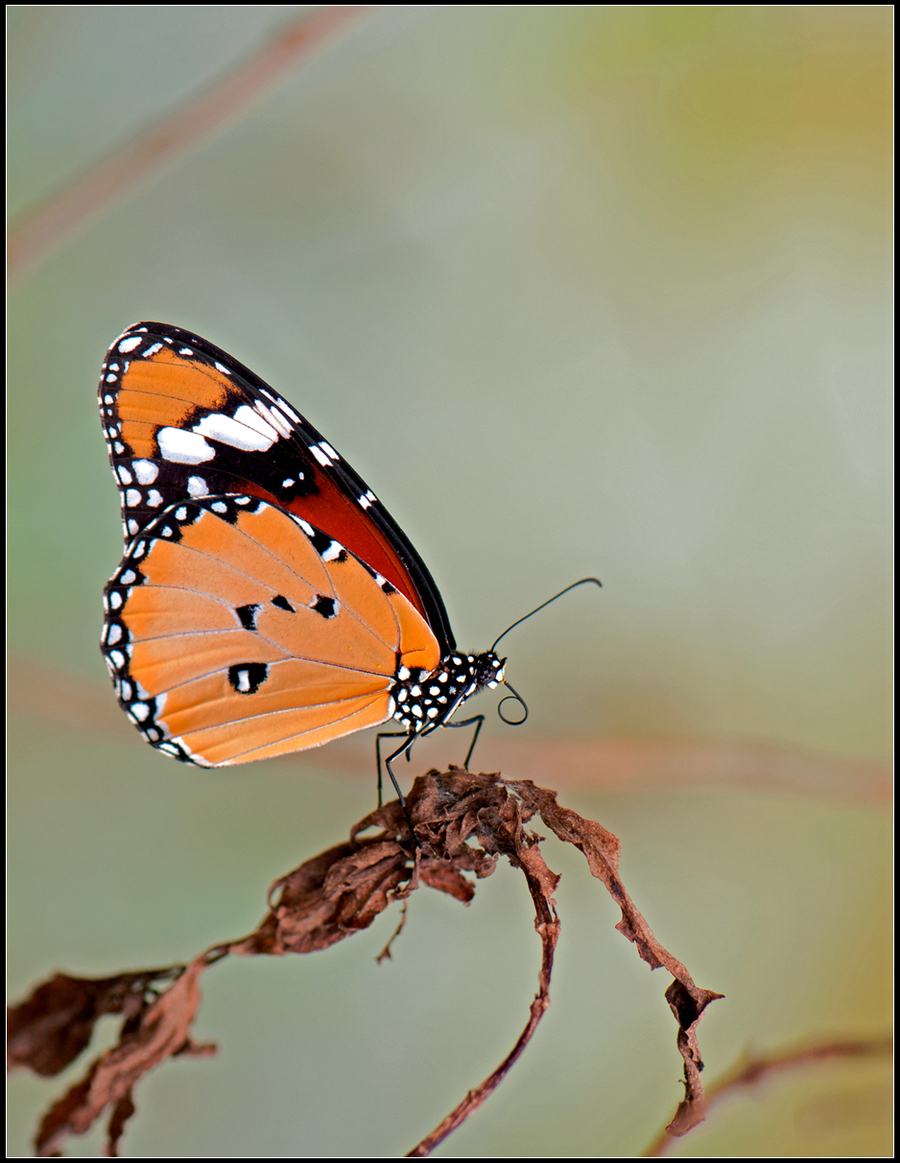 虎斑纹蝶图片