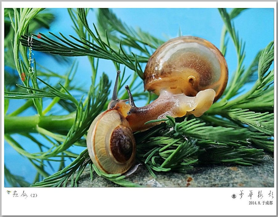 蜗牛-情意绵绵