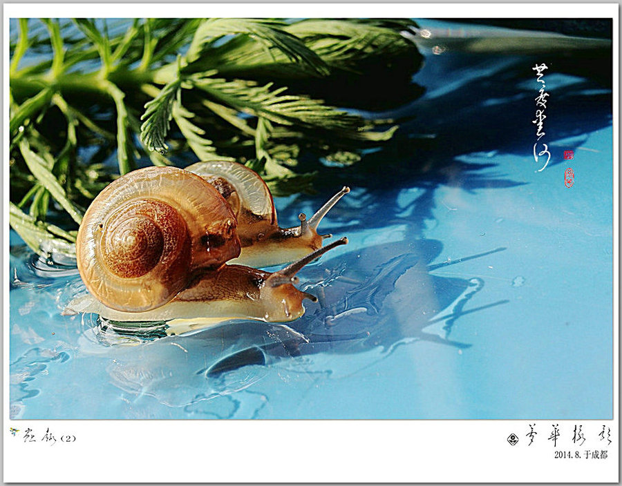 ţ-