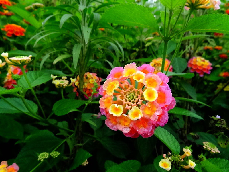 植物七彩花的功效图片