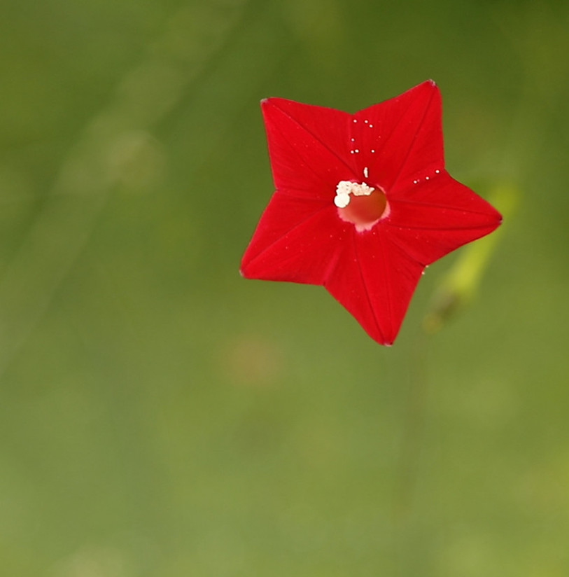 小小五星花