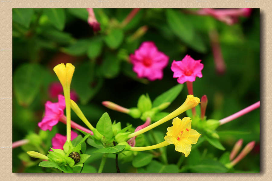 各种夜来香花的图片(夜来香花还有什么名字)