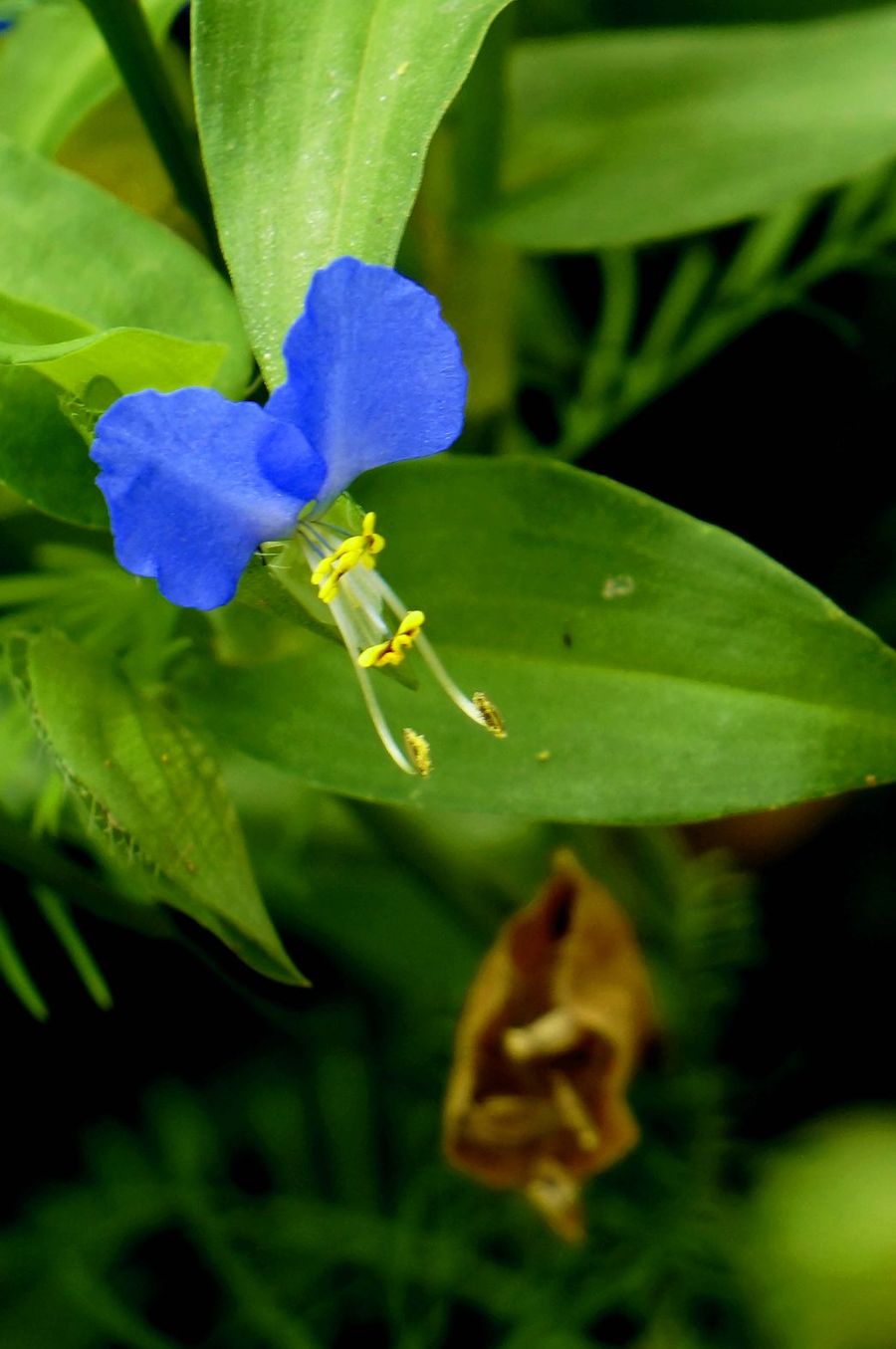 鸭趾草花