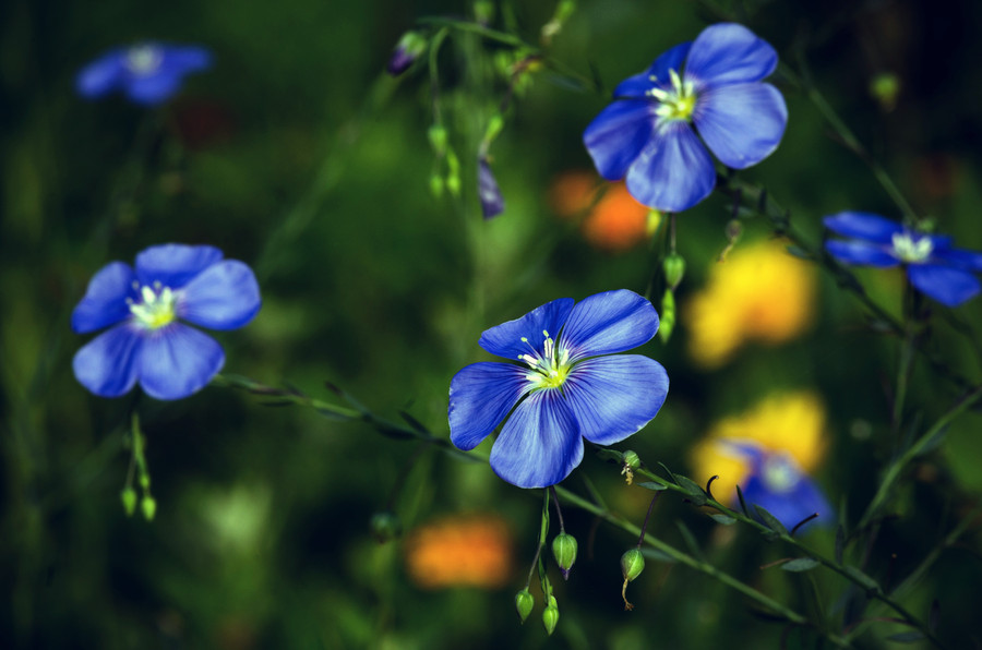 藍色的小花