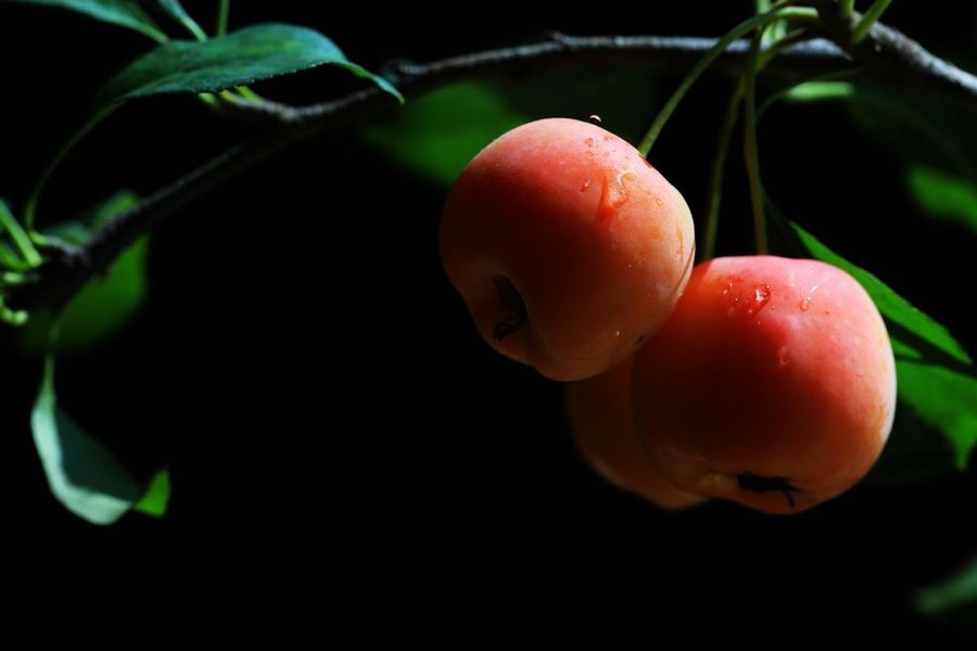 红玛瑙海棠果实图片