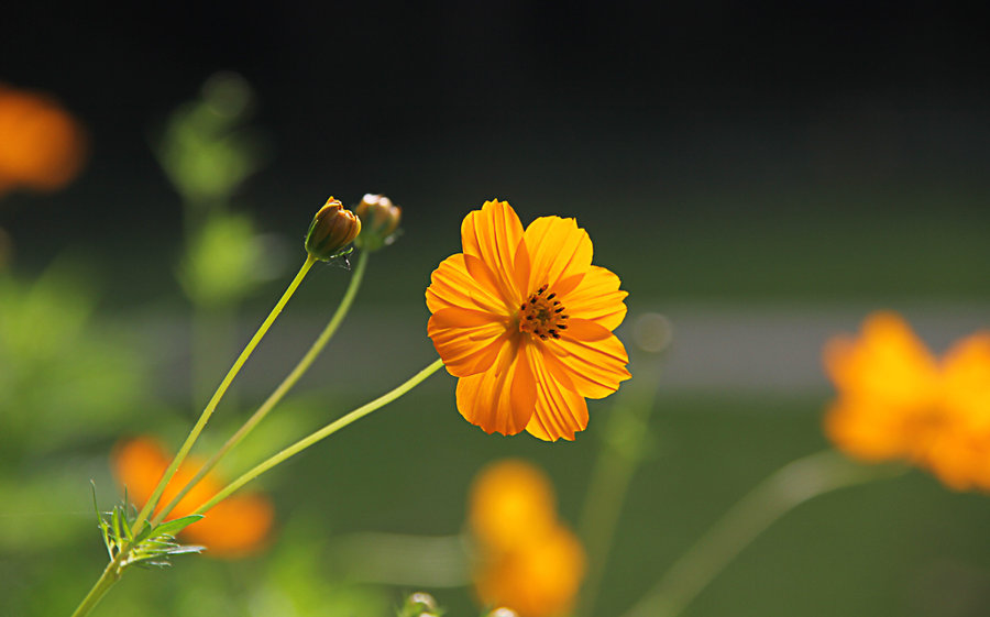 秋日黃花