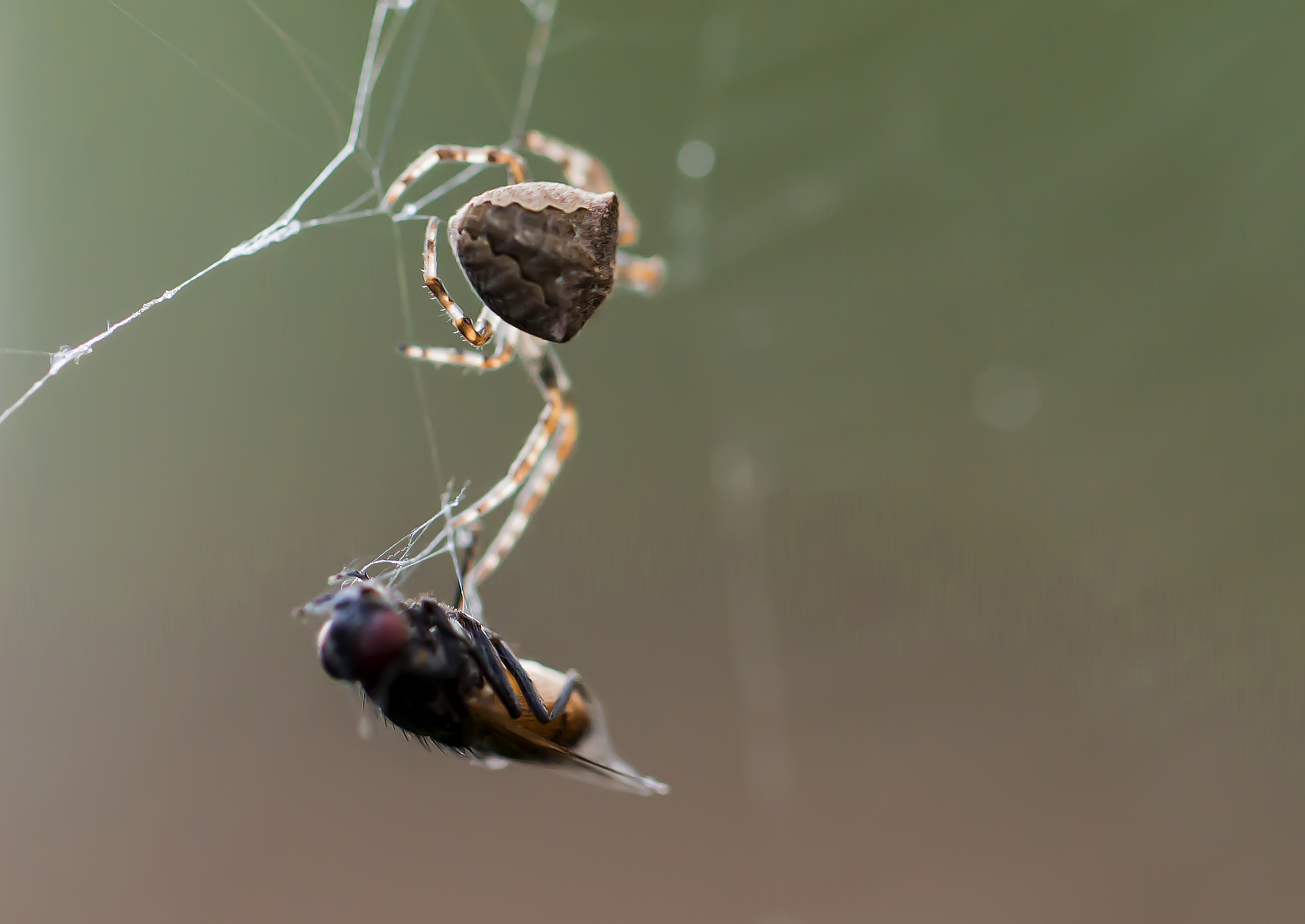 【蜘蛛吃蜻蜓。摄影图片】生态摄影_太平洋电脑网摄影部落
