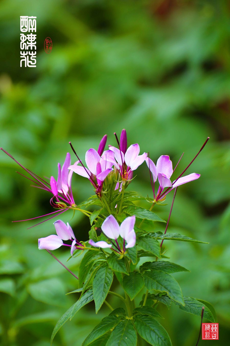 醉蝶花