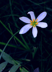 光风吹香洗游尘，兰花隐芳莸笑人。