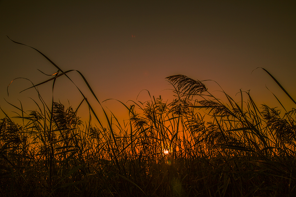 芦苇里的夕阳(续2)