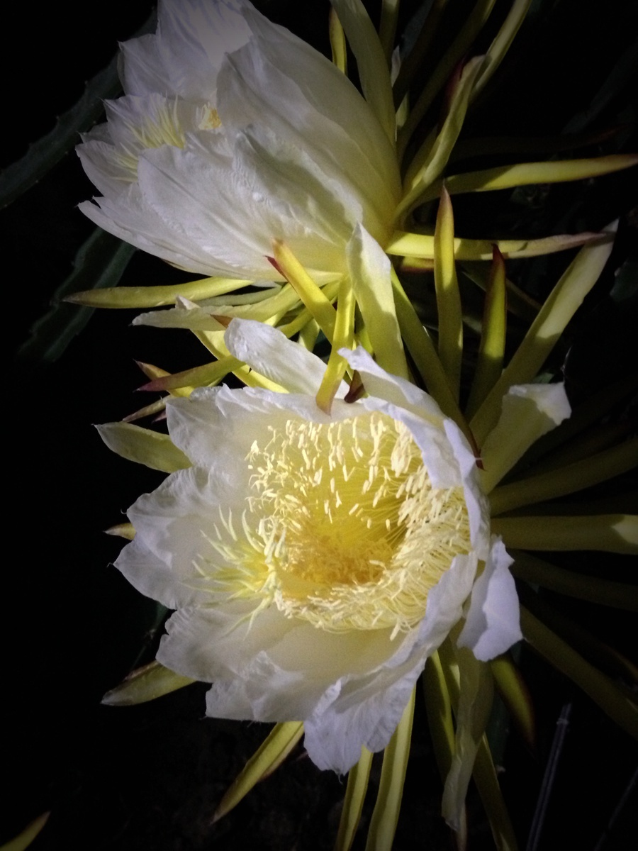 火龙果花是霸王花吗(火龙果花和霸王花区别)