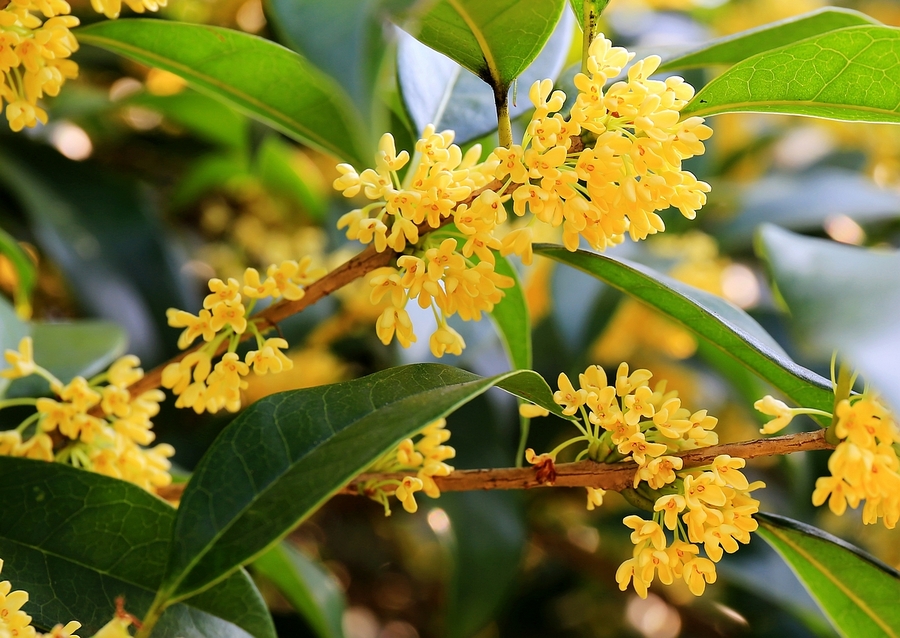 雙胞胎桂林公園拍桂花