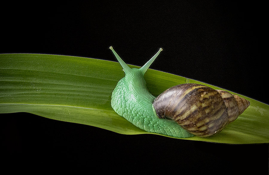 绿巴布亚蜗牛图片