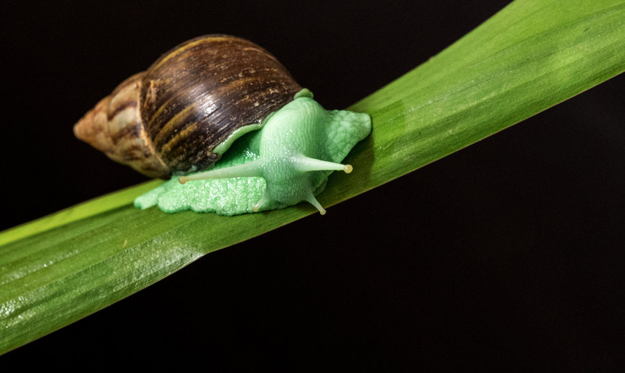 绿巴布亚蜗牛图片