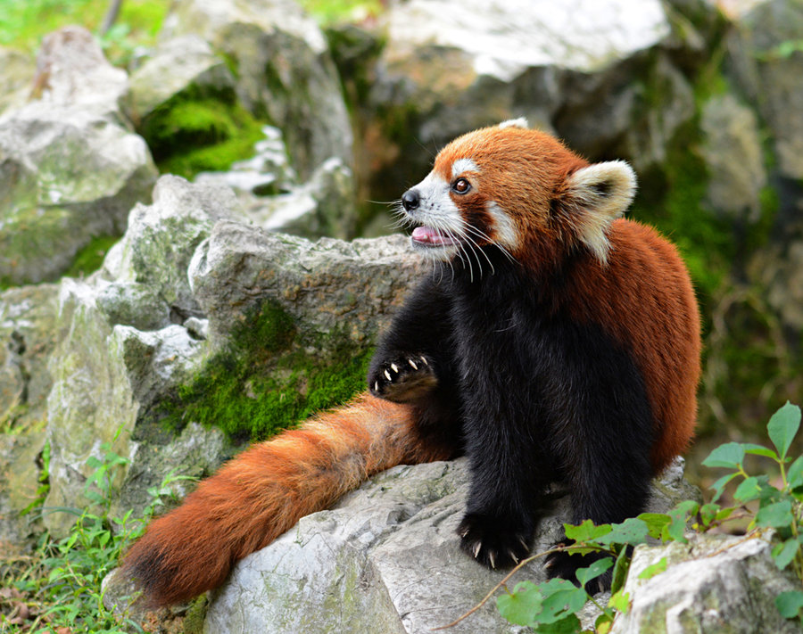 红河小熊猫图片