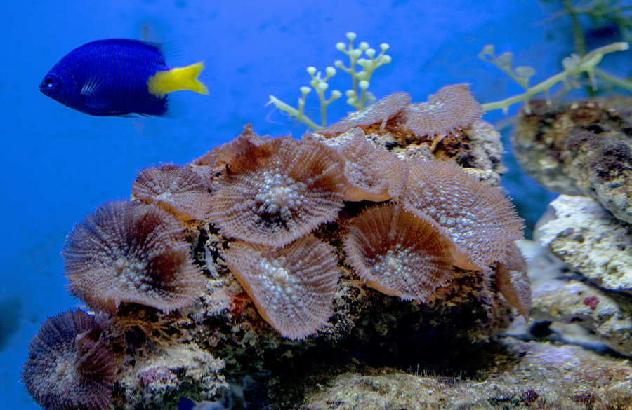 珊瑚虫长啥样子图片