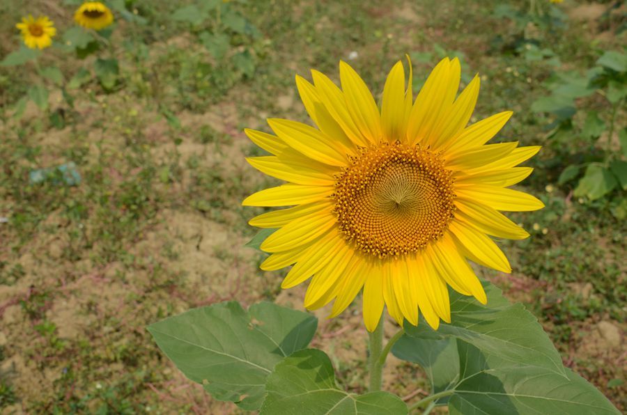 տ
