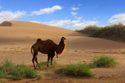 金秋十月——沙漠驼铃