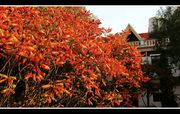 今秋赏红叶之——火炬树红叶