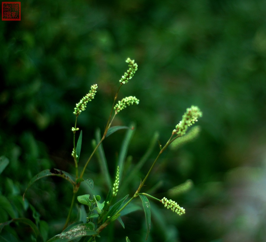 小草