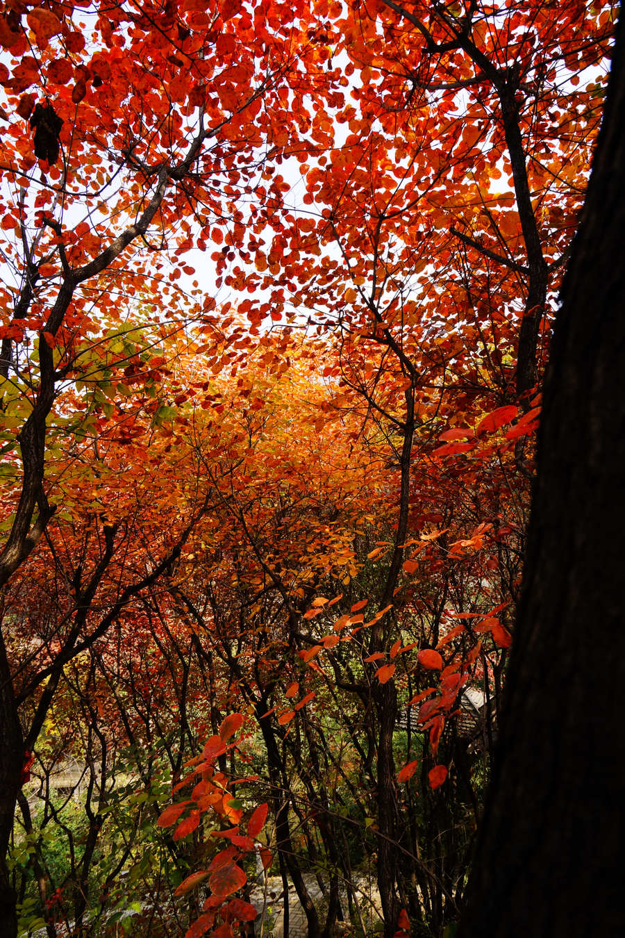 紅葉楓情