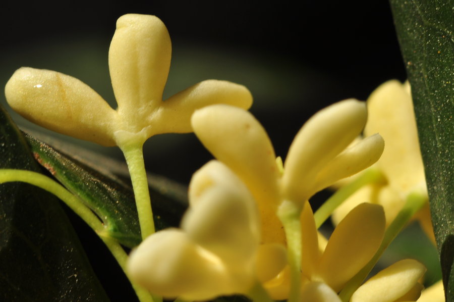 近拍桂花